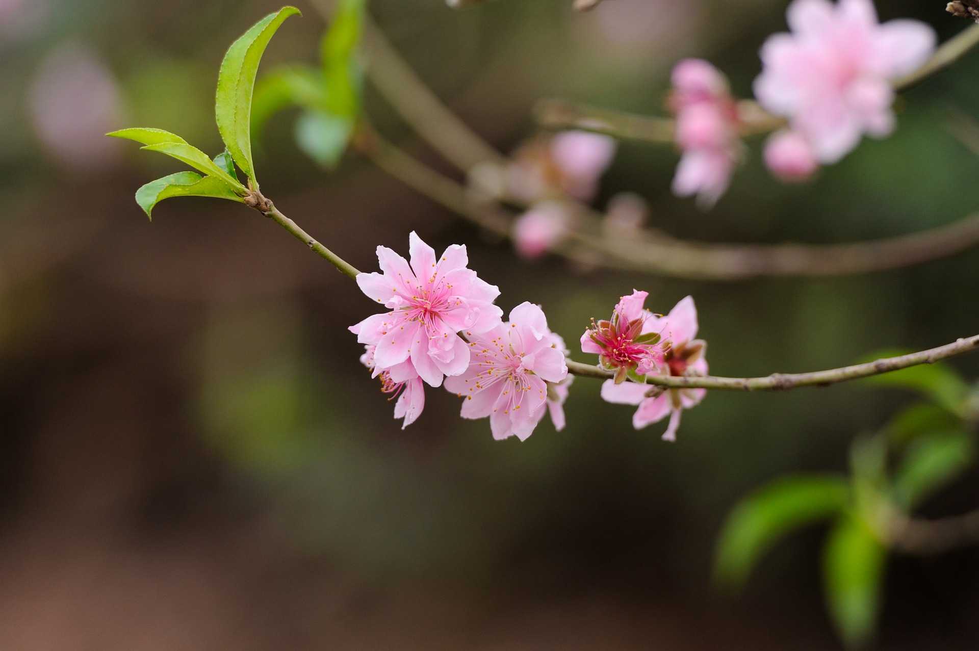 Hoa đào đã nở như vậy